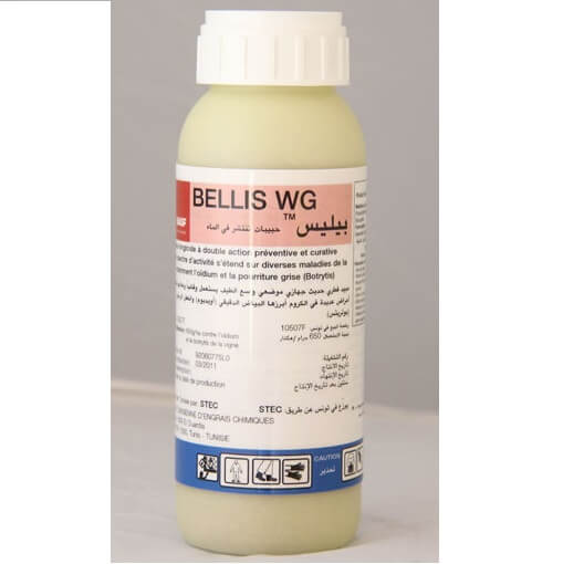 Bellis WG