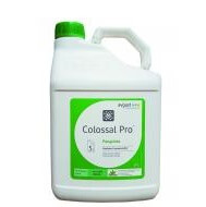 Colossal Pro
